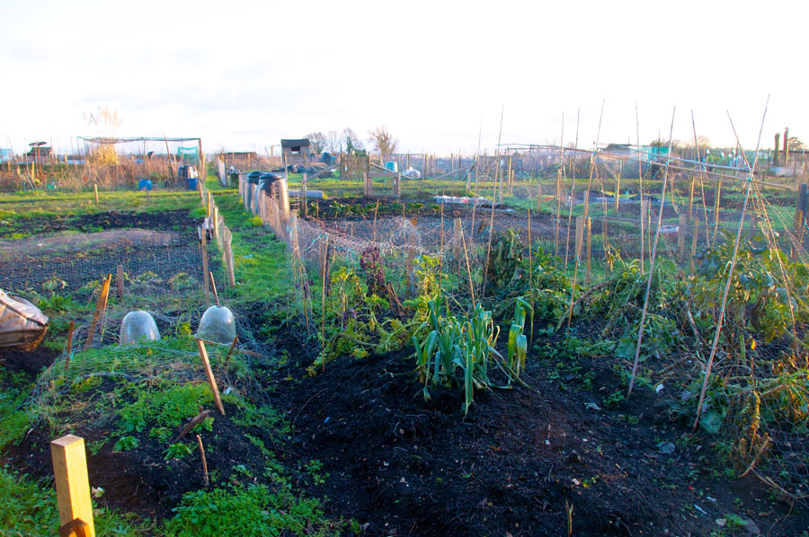 An allotment in Benson